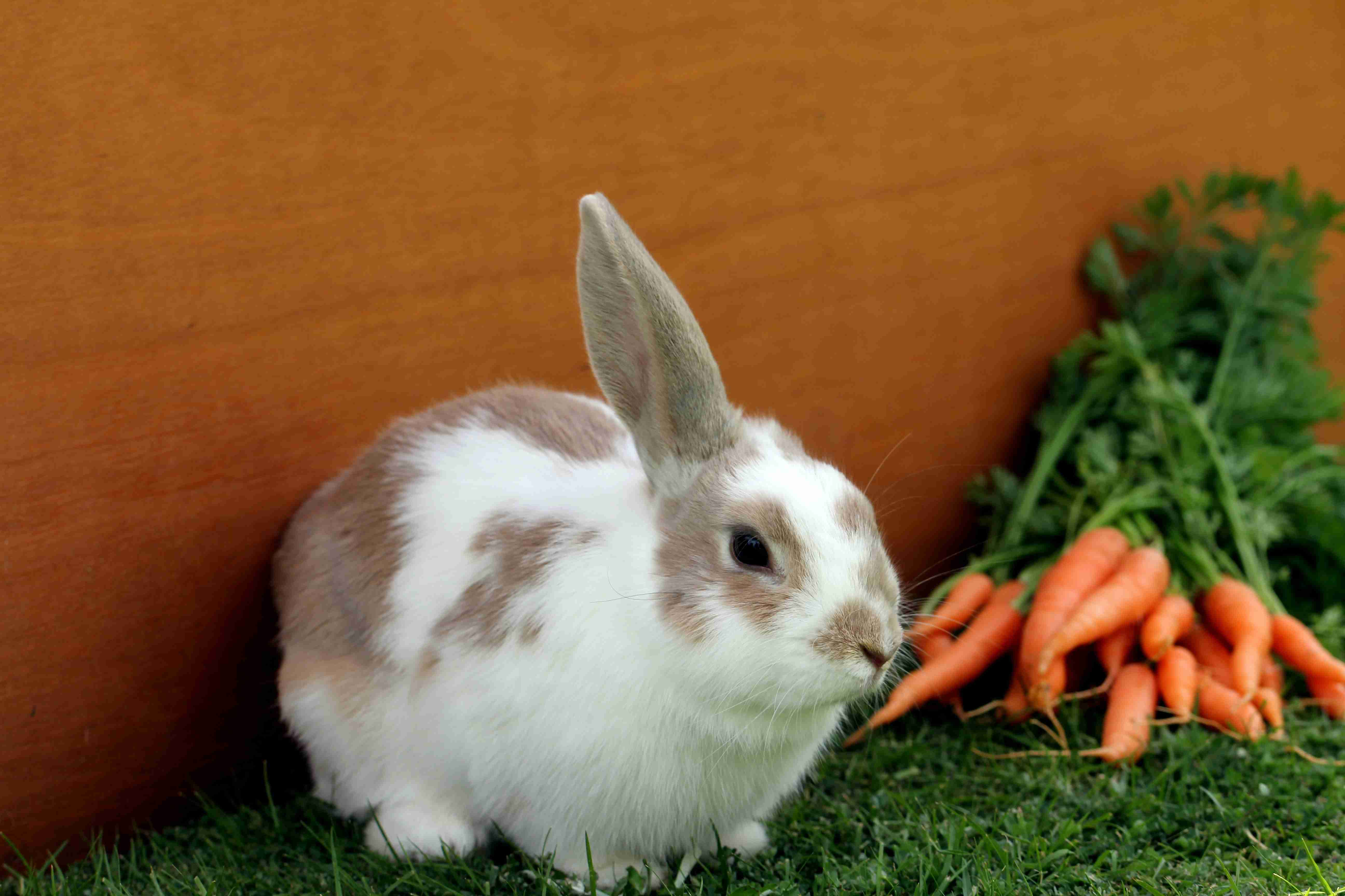 5 Effective Tips for Socializing Your Rabbit: A Comprehensive Guide